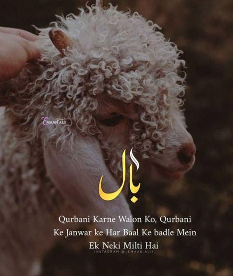 Eid Takbeer, Bakra Eid, Islam Hadith, Islamic Quotes, Quotes, Quick Saves