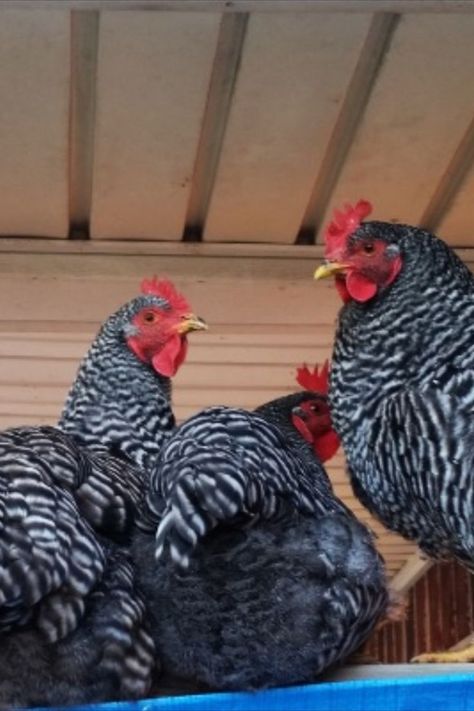 When Do Barred Rock Chickens Start Laying Eggs Barred Rock Chickens, Barred Rock, Egg Laying Chickens, Chicken Tractors, Plymouth Rock, Beautiful Chickens, Raising Backyard Chickens, Rooster Art, Egg Laying