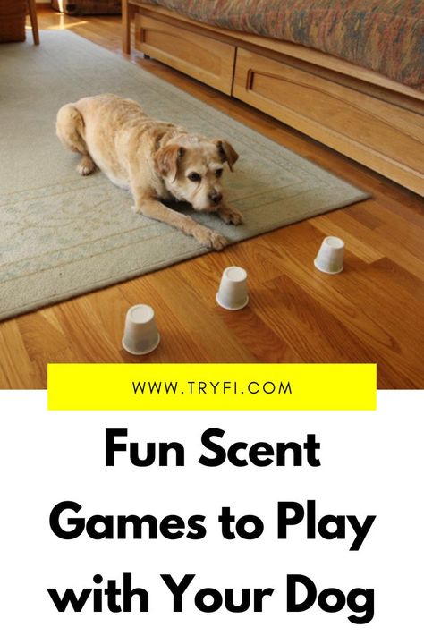 Brain Games 4 Dogs by Vi Games For Dogs Brain, Dog Scent Work, Scent Work For Dogs, Mind Games For Dogs, Scent Training For Dogs, Dog Scent Training, Dog Mind Stimulation Diy, Dog Stimulation Diy Ideas, Maltipoo Training