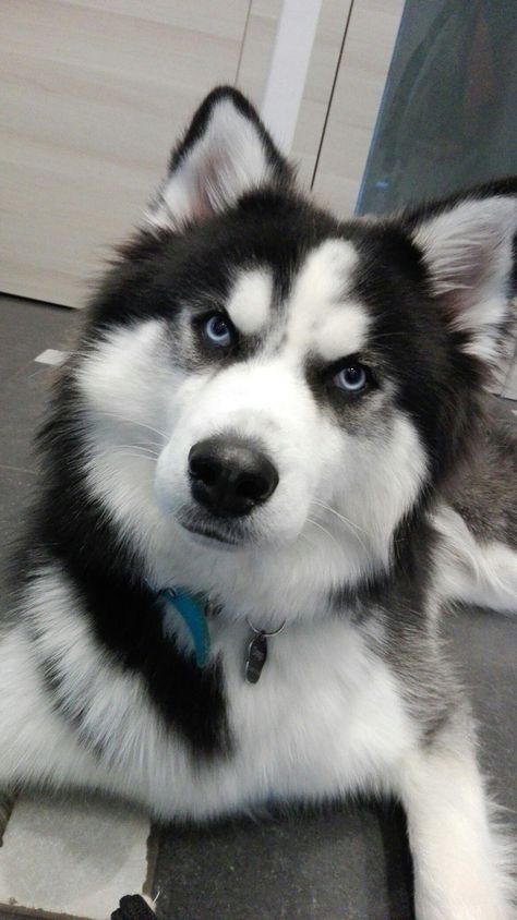 Fluffy Husky, Husky Eyes, Blue Husky, Tiktok Mashup, Cute Husky Puppies, Puppy Dog Pictures, Dog Husky, Cute Husky, Husky Mom