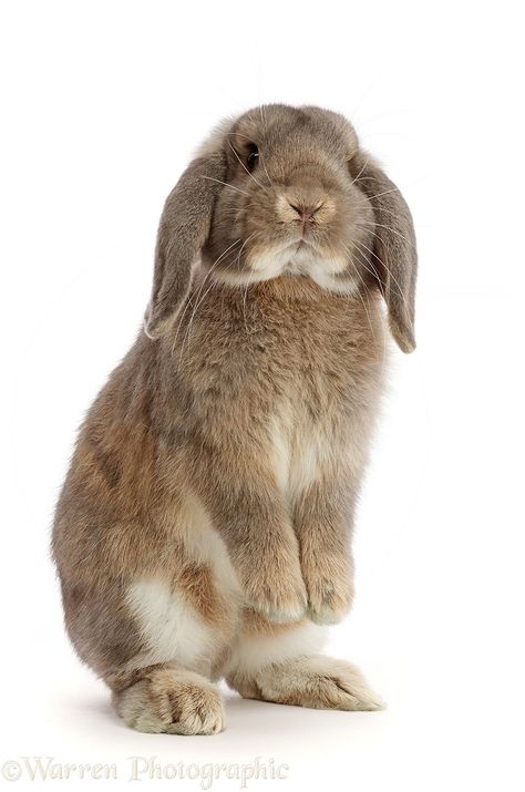 Bunny Sitting Up, Rabbit Standing Up, Bunny Standing Up, Bunny Standing Up Drawing, Animals Standing Up, Bunny Front View, Bunny Reference Photos, Bunny Side Profile, Bunny White Background