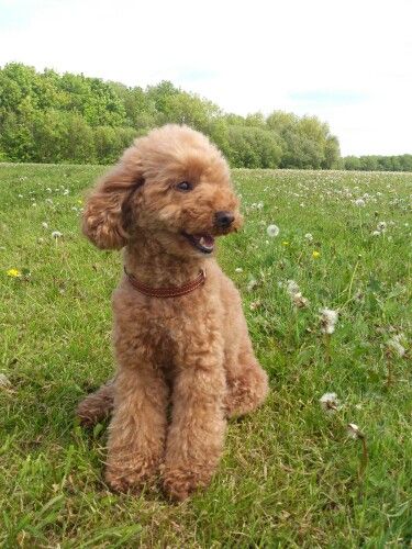 Dark apricot toy poodle Miniature Poodle Aesthetic, Poodle Cute, Apricot Poodle Puppy, Brown Toy Poodle Aesthetic, Apricot Toy Poodle Full Grown, Apricot Parti Poodle, Apricot Poodle, Toy Poodle Apricot, Poddle