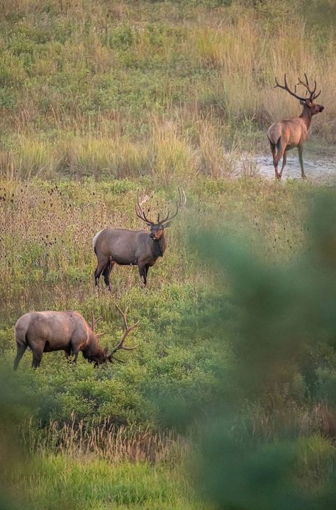 Elk Hunting Tips and Tactics | Outdoor Life Archery Elk Hunting, Elk Hunting Tips, Elk Hunting Gear, Hunting Tips, Elk Hunting, Hunting Season, Hunting Gear, Outdoor Life, Camping & Hiking