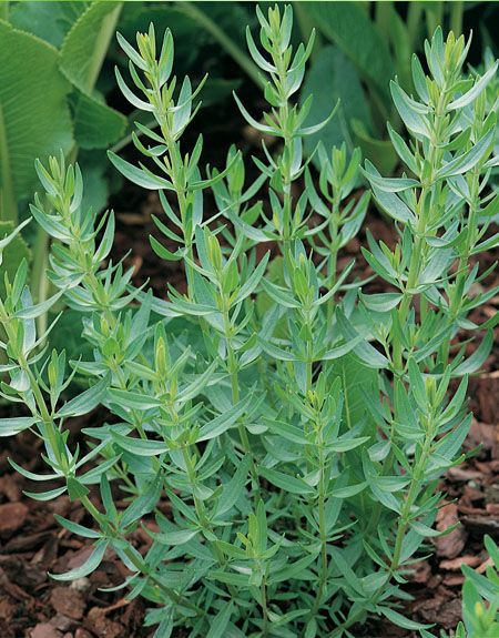 French Herbs, Tarragon Plant, Herbs Growing, Herb Plants, Herb Gardening, Culinary Herbs, Growing Herbs, Veggie Garden, Planting Herbs