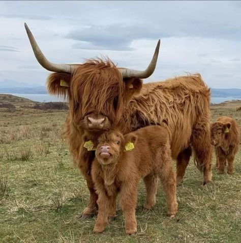 Long Haired Cows, Highland Calf, Scottish Cow, Isle Of Mull, Mini Cows, Scottish Highland Cow, Fluffy Cows, Big Smiles