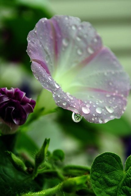 Morning Dew Dew Drops, Smart Things, Water Droplets, Flowers Garden, Morning Glory, Purple Flower, Rain Drops, Beautiful Blooms, Dream Garden