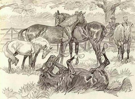 Paul Brown Brown Horse Art, Paul Desmond, Drawing Horses, Vintage Drawings, Paul Brown, Horse Sketch, Horse Things, Horse Books, Horse Illustration