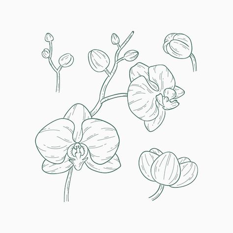 Free vector hand drawn orchid outline ou... | Free Vector #Freepik #freevector Orchid Doodle, Orchid Outline, Orchid Sketch, Orchid Illustration, Orchid Drawing, Outline Illustration, Branding Ideas, Art Tattoos, Outline Drawings