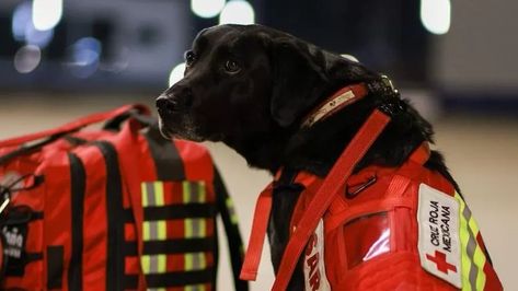 Search And Rescue Dogs, Dog Waiting, Yellow Labrador Retriever, Yellow Labrador, Looking For People, Belgian Malinois, Rescue Dog, Sporting Dogs, Search And Rescue