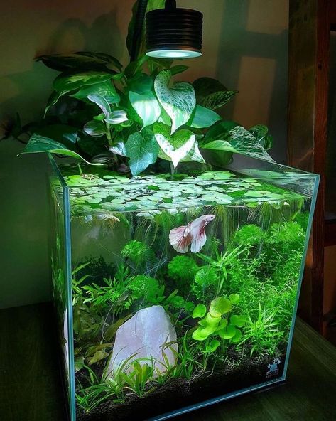 Cute Fishtanks Ideas, Rose Quartz Aquarium, Water Lily Aquarium, Betta Fish Tanks Ideas, Fish Tank Small Ideas, Counter Top Hydroponics, Beta Tanks Ideas, Beta Fish With Plants, Fish Tank Garden Ideas