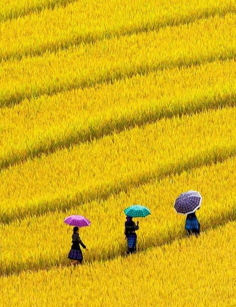 Rice Field Painting, Golden Rice, Home Village, Northern Vietnam, Yellow Fields, Rice Paddy, Jewelry Store Design, Rice Field, Portrait Dress