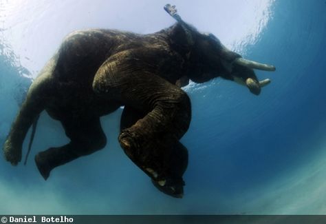 Elephant Swimming, Marine Pictures, Andaman Islands, Water For Elephants, Underwater Photographer, Asian Elephant, Elephant Trunk, Indian Elephant, Elephant Love