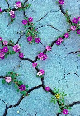 Flowers in cracks #landscapephotography #LandscapeArquitecture Flowers Growing, Purple Flowers, Purple, Flowers