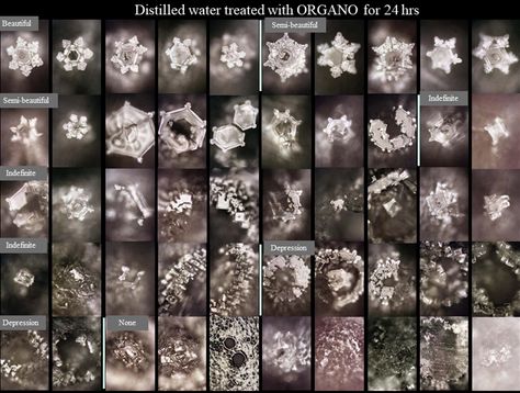 Science of Water – Office Masaru Emoto Masaru Emoto Water, Water Crystals, Amazing Science Experiments, Masaru Emoto, Water Facts, Crystal Photography, Mysteries Of The World, Everything Is Energy, Healing Codes