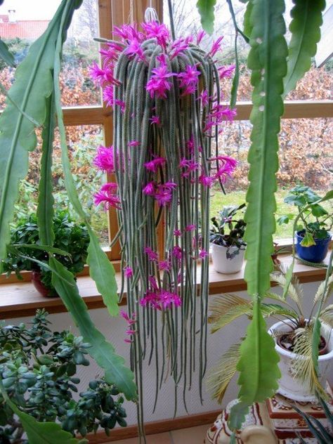 9 Best Trailing Succulents and Cacti – Sublime Succulents Trailing Succulents, Indoor Cactus Plants, Rat Tail Cactus, Cactus House, Cactus Images, Cactus House Plants, Flowering Succulents, Orchid Cactus, Indoor Cactus