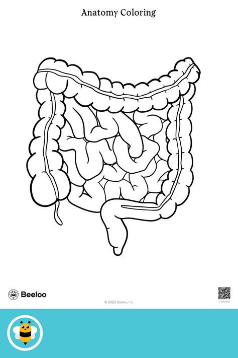 Medium human body-themed coloring page for kids ages 5 and up. Featuring: Intestines, digestive, organs Human Body Printables, Anatomy Coloring, Lung Anatomy, Human Digestive System, Sistem Pencernaan, Human Body Organs, Digestive Organs, Essential Oils For Pregnancy, Crafts And Activities For Kids