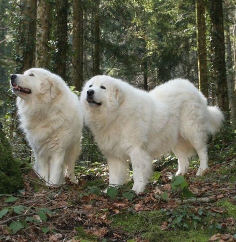 Home / X Maremma Dog, Pyrenees Puppies, Pyrenean Mountain Dog, Livestock Guardian Dog, Great Pyrenees Dog, Samoyed Dogs, Giant Dogs, Great Pyrenees, Take A Hike