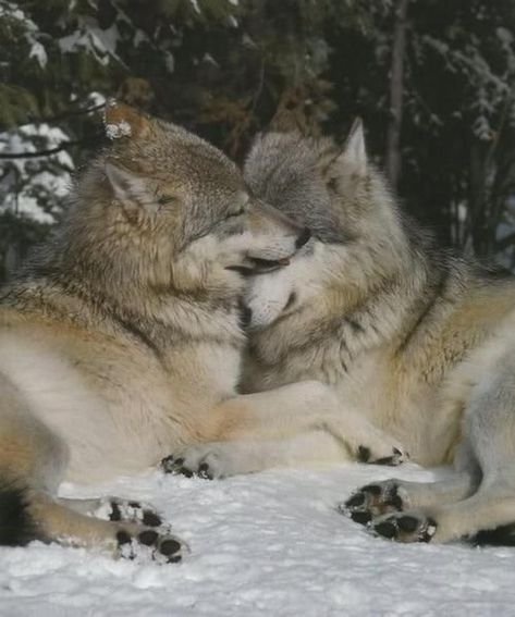 Wolf Photos, Wolf Love, Wild Wolf, Wolf Pictures, Wolf Spirit, Beautiful Wolves, Wild Dogs, Wolf Dog, Animal Photo