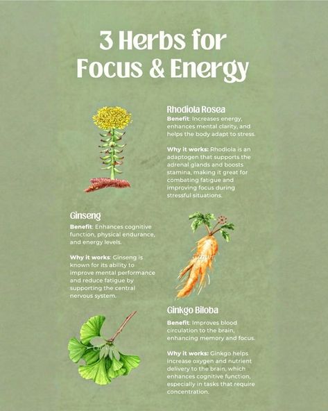 🌿 Feeling drained or struggling to stay focused? These natural herbs can help! Rhodiola Rosea – A stress-busting adaptogen that boosts stamina and mental clarity, helping you stay focused even in challenging situations. Ginseng – Known for enhancing cognitive function and physical endurance, this herb fights fatigue and supports long-lasting energy. Ginkgo Biloba – Improves blood circulation to the brain, enhancing memory, focus, and concentration without the caffeine crash. Add these to... Herbs For Energy Boost, Herbs For Clarity, Rhodiola Rosea Benefits, Ginseng Benefits, Focus And Concentration, Rhodiola Rosea, Feeling Drained, Ginkgo Biloba, Central Nervous System