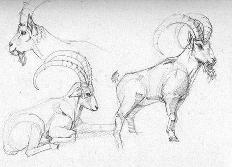 Goat Sketch, Healthy Dinner Recipes For Kids, Symbols Animals, Snow Leopard Drawing, Peter Han, Simple Healthy Dinner Recipes, Antelope Animal, Goat Tattoo, Perspective Architecture