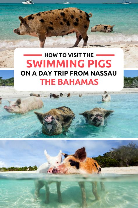 Visit the Bahamas Pigs, the world famous Swimming Pigs in the Exumas on a day trip from Nassau Bahamas. One of the top things to do in Bahamas is visit the Bahamas Swimming Pigs in the Exumas and Abacos islands. Explore the Bahamas with our informative Bahamas Travel Guides. Fly to Staniel Cay in the Exumas, to visit the Bahamas Pigs on an excursion to Pig Beach on Pig Island. Bahamas Air Tours provides Bahamas Day Trips and Island hopping tours to Bahamas from Florida. Pig Island Bahamas, Pig Beach Bahamas, Exuma Pigs, Bahamas Pigs, Bahamas Travel Guide, Pig Island, Bahamas Honeymoon, Pig Beach, Bahamas Beach