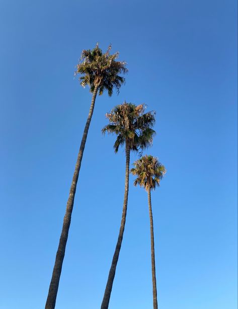 Paradise California, Saint Barbara, California Palm Trees, Future Vision, California Summer, Canvas Painting Landscape, Island Style, Health Facts, 35mm Film