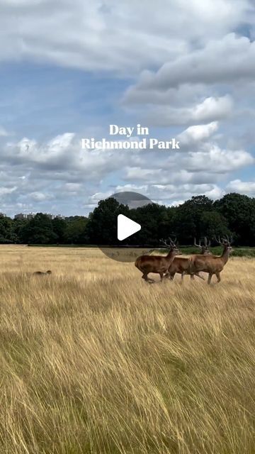 Doina Lungu | UK Travel blogger on Instagram: "A day in Richmond Park 🦌 #richmond#isabellaplantation#richmondpark#london#"