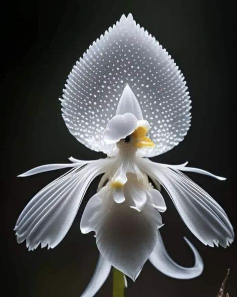 White Egret Orchid (Habenaria radiata), a botanical marvel celebrated for its delicate beauty that echoes the poised elegance of an egret in flight. Believed to symbolize purity and the spirit of freedom, this orchid enchants with its white, fringed petals that dance like feathers on the wind. Thriving in cool to intermediate conditions with high humidity and ample light, the White Egret Orchid requires careful attention to mimic its natural boggy habitat. Water it regularly but allow for good drainage—its roots should never sit in water. With the right care, this orchid will grace your space with its otherworldly charm. White Egret Orchid, Habenaria Radiata, Egret Orchid, Male Libido, Orchid Photography, Strange Flowers, Large Flower Arrangements, White Egret, Rare Orchids