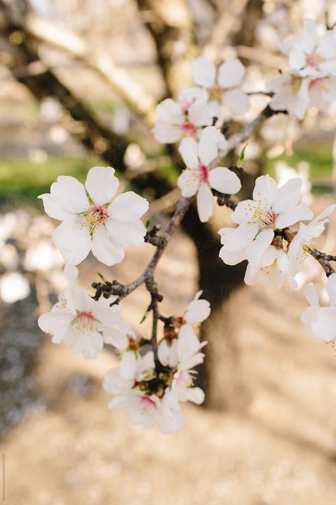 Tree Orchard, Pretty Flowers Pictures, Almond Flower, Almond Blossoms, Apricot Blossom, Almond Tree, Almond Blossom, Spring Mood, Spring Engagement