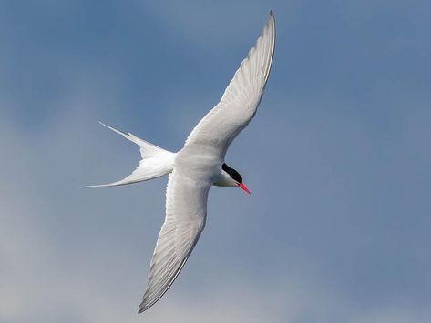 Arctic Tern, Arctic Tundra, Red Bill, Boreal Forest, Swallow Bird, Small Ponds, All Birds, White Bird, Bird Pictures