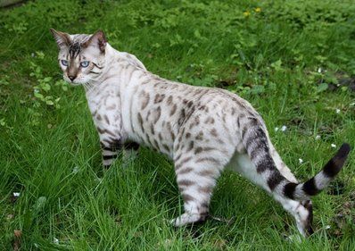 My dream cat!! A Silver Bengal cat marked like a Snow Leopard!! White Bengal Cat, Silver Bengal Cat, Gato Bengali, Snow Bengal, Cat Warrior, Fox Kit, Cat Beautiful, Bengal Kitten, Söt Katt