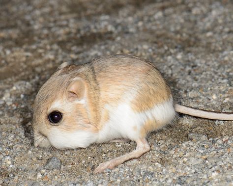 Desert Kangaroo Rat - Facts, Diet, Habitat & Pictures on Animalia.bio Rat Facts, Kids Deserts, Kangaroo Rat, Australia Animals, Mouse Rat, Facts For Kids, Basic Facts, Cute Hamsters, Animal Coloring Books