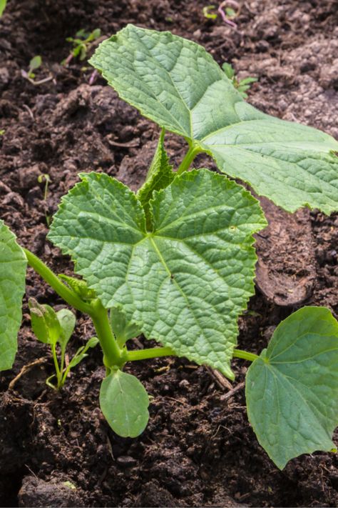 Best Fertilizer For Vegetable Garden, Cucumber Planting Ideas, Cucumber Growing Tips, Fertilizer For Vegetable Garden, Cucumber Planting, Squash Planting, Organic Fertilizer For Vegetables, Plant Cucumbers, Grow Cucumber