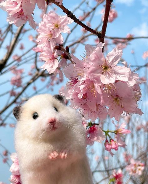 Hamster Wallpaper, Hamster Pics, Funny Rats, Funny Hamsters, Cute Small Animals, Cute Cats Photos, Cute Hamsters, Cute Stuffed Animals, Cute Animal Photos