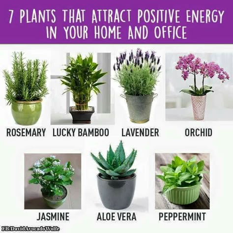 Positive Energy Plants Attract Positive Energy, Meditation Corner, Inside Plants, Terraria, Plant Lady, Herb Garden, Plant Life, Indoor Garden, Green Thumb