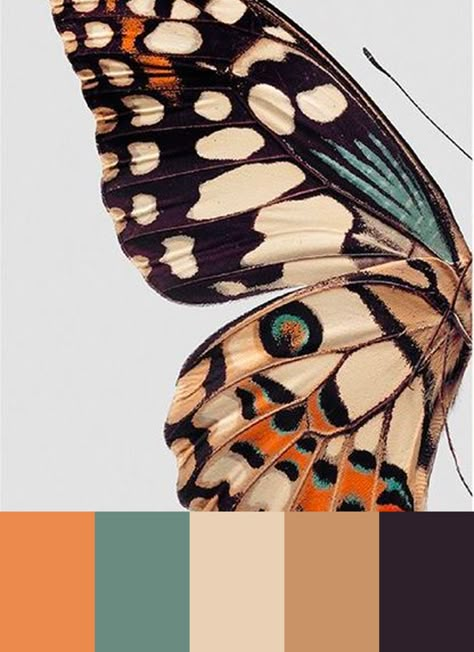 Butterfly Color Scheme, Monarch Color Palette, Monarch Butterfly Color Palette, Butterfly Color Palette, Color Schemes Colour Palettes, Color Palate, Design Seeds, Color Palette Design, Color Harmony