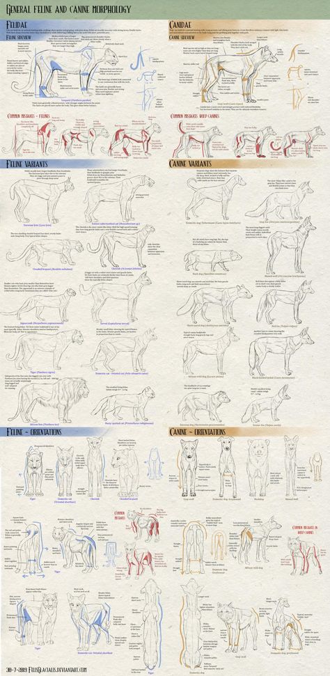 Feline Anatomy, Cat Drawing Tutorial, Dog Anatomy, Cat Anatomy, Horse Anatomy, Animal Reference, Anatomy Tutorial, Animal Anatomy, Werewolf Art