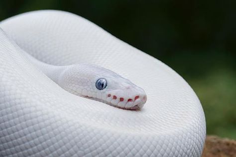 Leucistic Ball Python Python Royal, Rare Albino Animals, Pretty Snakes, Ball Python Morphs, Wild Animals Photos, Albino Animals, Snake Lovers, Cute Reptiles, Cute Snake