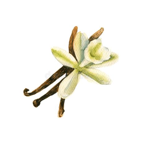 Spice vanilla with a flower. isolated. watercolor illustration. vector illustration Vanilla Illustration, Food Doodles, Watercolor Food, Background Watercolor, Family Cookbook, Illustration Watercolor, Illustration Vector, Cartoon Illustration, Recipe Book