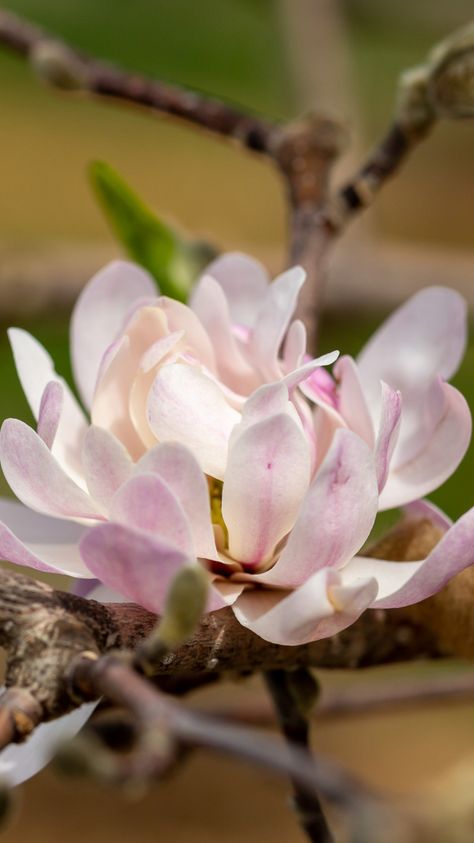 The Centennial Blush Star Magnolia (Magnolia stellata 'Centennial Blush') is a small, compact, rounded tree with soft pink flowers. A great choice for a small yard or garden! Photo courtesy of Bailey Nurseries. Pink Magnolia, Magnolia Bud, Southern Magnolia Flower, Fairy Magnolia Tree, Magnolia Rosy Pink, Magnolia Stellata, Spring Flowering Trees, Pink Spring Flowers, Patio Trees