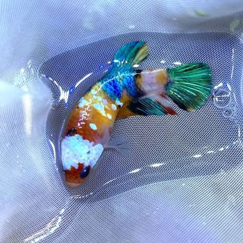 Fish Pumpkin, Types Of Betta Fish, Fish Tank Themes, Tail Pattern, Betta Fish Types, Fish Tank Terrarium, Fish Ideas, Cool Fish Tanks, Guppy Fish