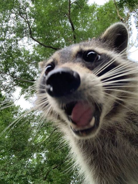 Pet Raccoon, Cute Raccoon, Raccoon Funny, Funny Animal Photos, Silly Cats Pictures, Pretty Animals, Fascinating Facts, Silly Animals, Cute Wild Animals