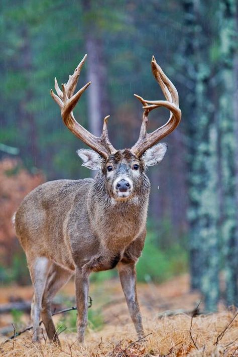 Old Man of the Forest Big Whitetail Bucks, Whitetail Deer Pictures, Whitetail Hunting, Whitetail Deer Hunting, Big Deer, Deer Photos, Deer Pictures, Hunting Deer, Whitetail Bucks