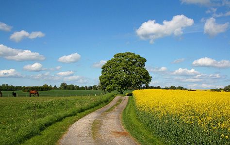 Danish landscape Danish Landscape, Canola Field, Happy Things, Rural Landscape, Cards Ideas, Landscape Pictures, Cards For Friends, Nature Landscape, Fantasy Landscape