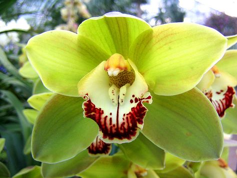 If I had unending funds, I'd have green orchid plants all the time.  Most beautiful flower in the world. Hospital Flowers, Orchid Potting Mix, Orchid Leaves, Red Orchids, Green Orchid, Cymbidium Orchids, Flower Corsage, Most Beautiful Flowers, Orchid Plants