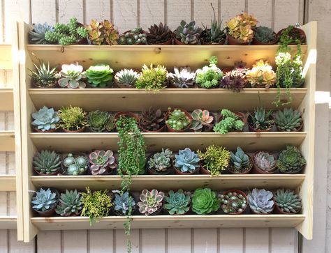 Succulent shelf at SucculentArtWorks Display Shelf Ideas, Succulent Shelf, Plants Display, Succulent Images, Outdoor Shelves, How To Water Succulents, Small Terracotta Pots, Cinder Block Garden, Succulent Display