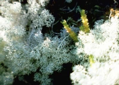 How to Grow Reindeer Lichen Indoors (7 Steps) Moss Shower Mats, Growing Moss, Lichen Moss, Juniper Bonsai, Woodland Plants, Reindeer Moss, Planting Hydrangeas, Moss Terrarium, Moss Garden