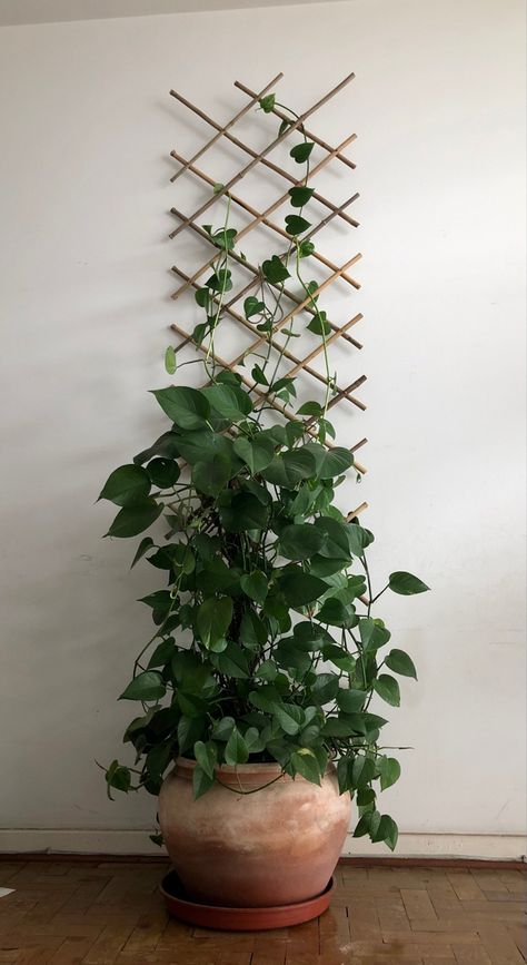 Indoor Plants Stand, Outdoor Trellis Ideas, Pothos Plant Decor, Stand Design Ideas, Ivy Plant Indoor, Indoor Climbing Plants, Indoor Plant Trellis, Plants Stand, Trellis Garden