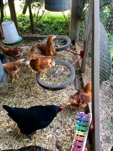 Chicken Climbing Ideas, Chicken Obstacle Course, Chicken Run Playground, Chicken Playground Ideas Diy, Chicken Playground Ideas, Chicken Feeder Ideas, Natural Chicken Coop, Chicken Playground, Diy Chicken Feeder