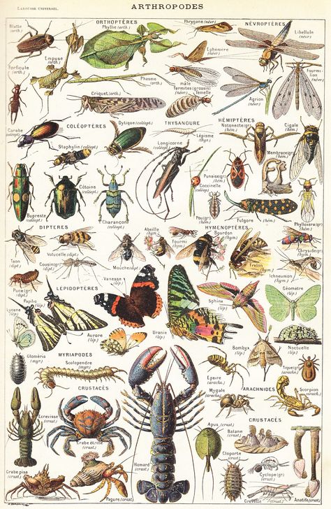 Arthropodes Vintage Insect Prints, Biology Poster, Insect Decor, Adolphe Millot, Moth Illustration, Cnidaria, Insect Collection, Insect Print, Arthropods